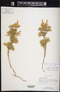 Dendrolycopodium dendroideum image