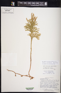 Dendrolycopodium dendroideum image