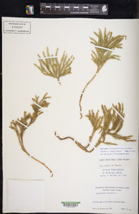 Dendrolycopodium dendroideum image