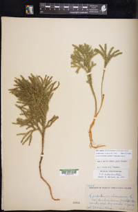 Dendrolycopodium dendroideum image