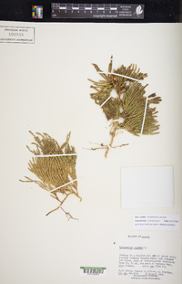 Diphasiastrum alpinum image