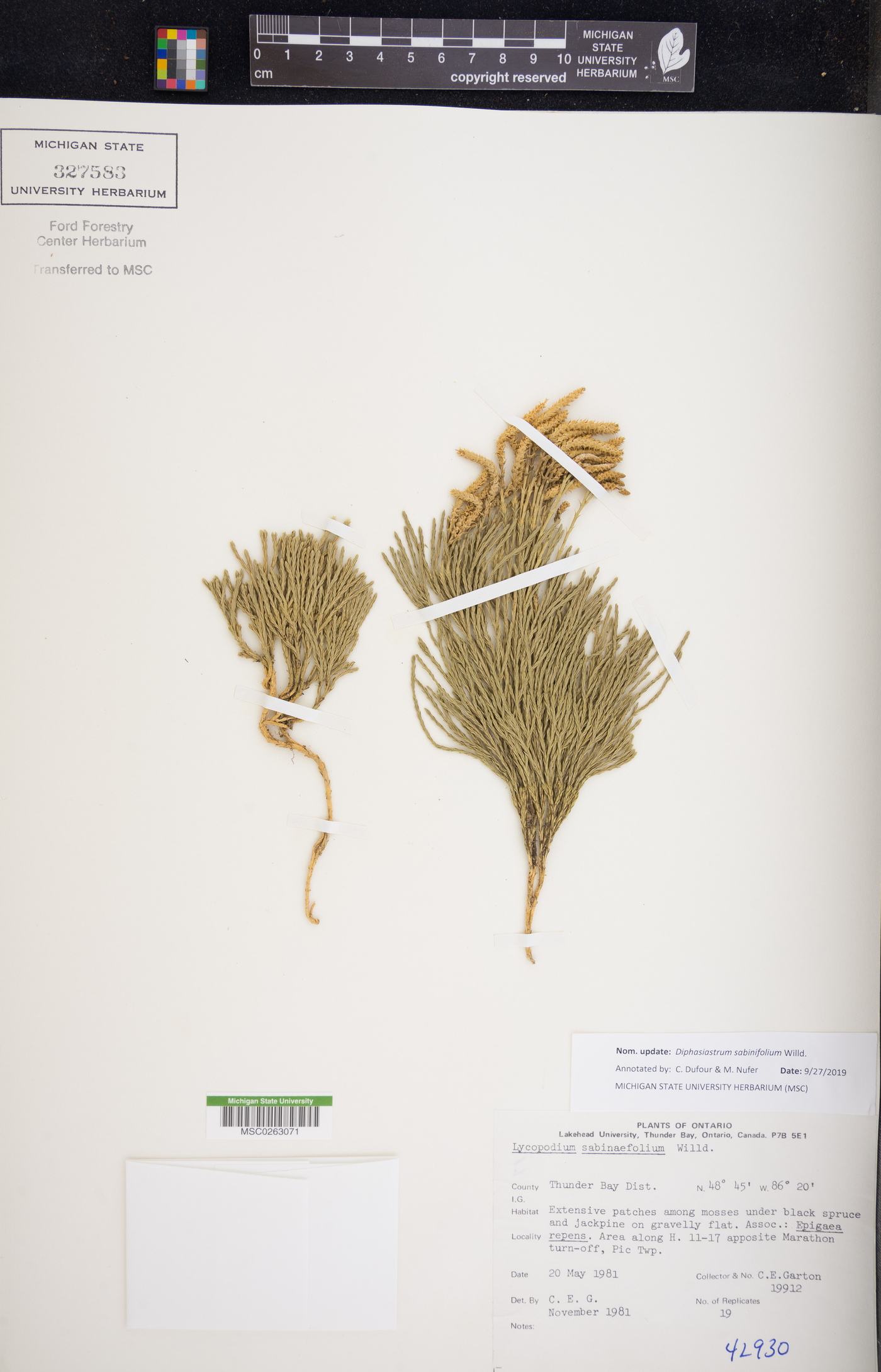 Diphasiastrum sabinifolium image