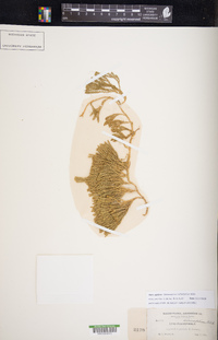 Diphasiastrum sabinifolium image