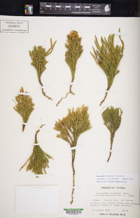 Diphasiastrum sitchense image