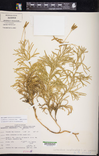 Diphasiastrum complanatum image