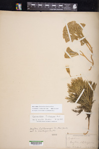 Diphasiastrum tristachyum image