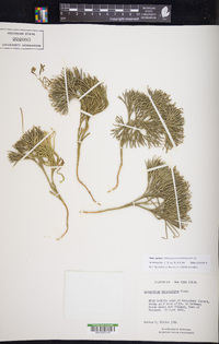 Diphasiastrum tristachyum image