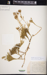 Diphasiastrum tristachyum image