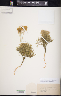 Diphasiastrum tristachyum image