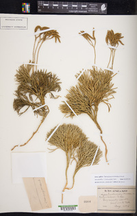 Diphasiastrum tristachyum image