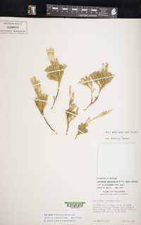 Diphasiastrum sabinifolium image