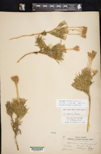 Diphasiastrum tristachyum image