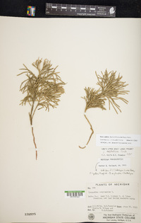 Diphasiastrum tristachyum image