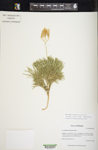 Diphasiastrum tristachyum image