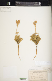 Diphasiastrum tristachyum image