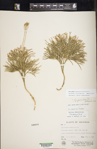 Diphasiastrum tristachyum image