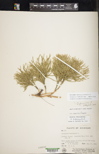 Diphasiastrum tristachyum image