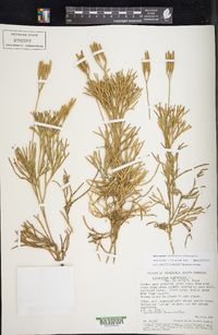 Diphasiastrum complanatum image