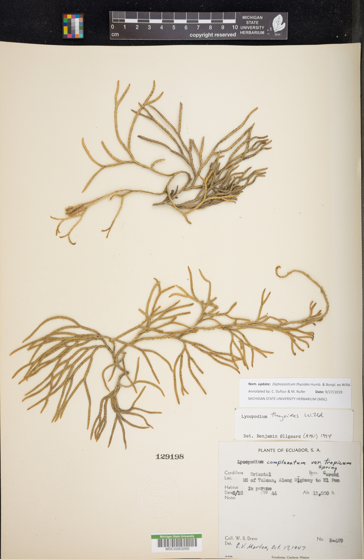 Diphasiastrum thyoides image