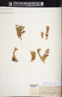 Huperzia selago image