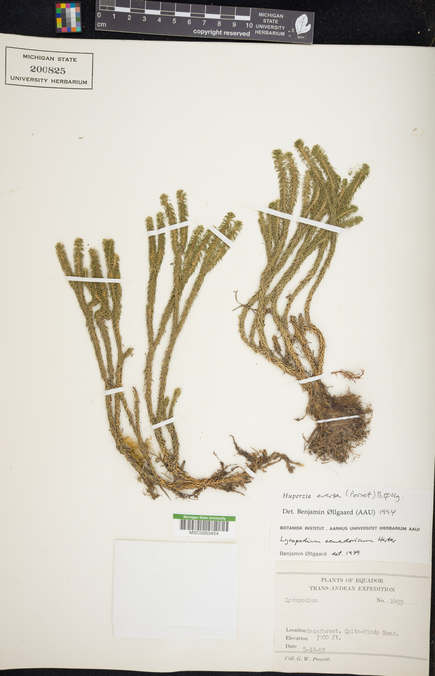 Phlegmariurus eversus image