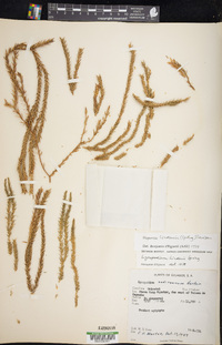 Phlegmariurus lindenii image