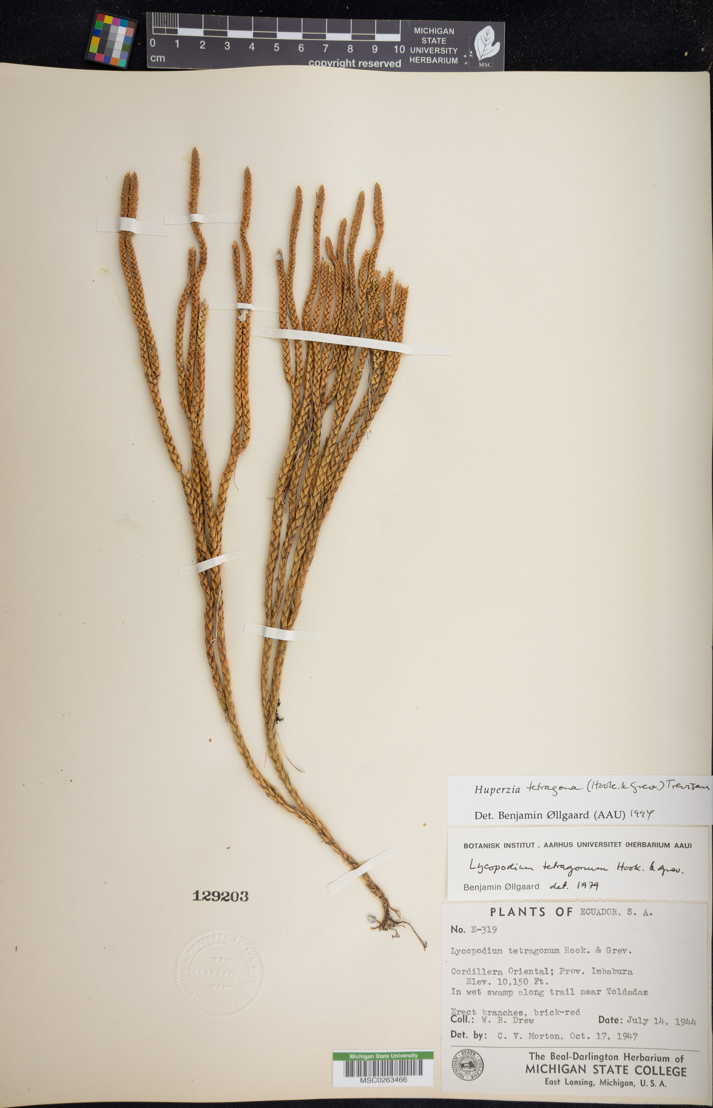 Phlegmariurus tetragonus image