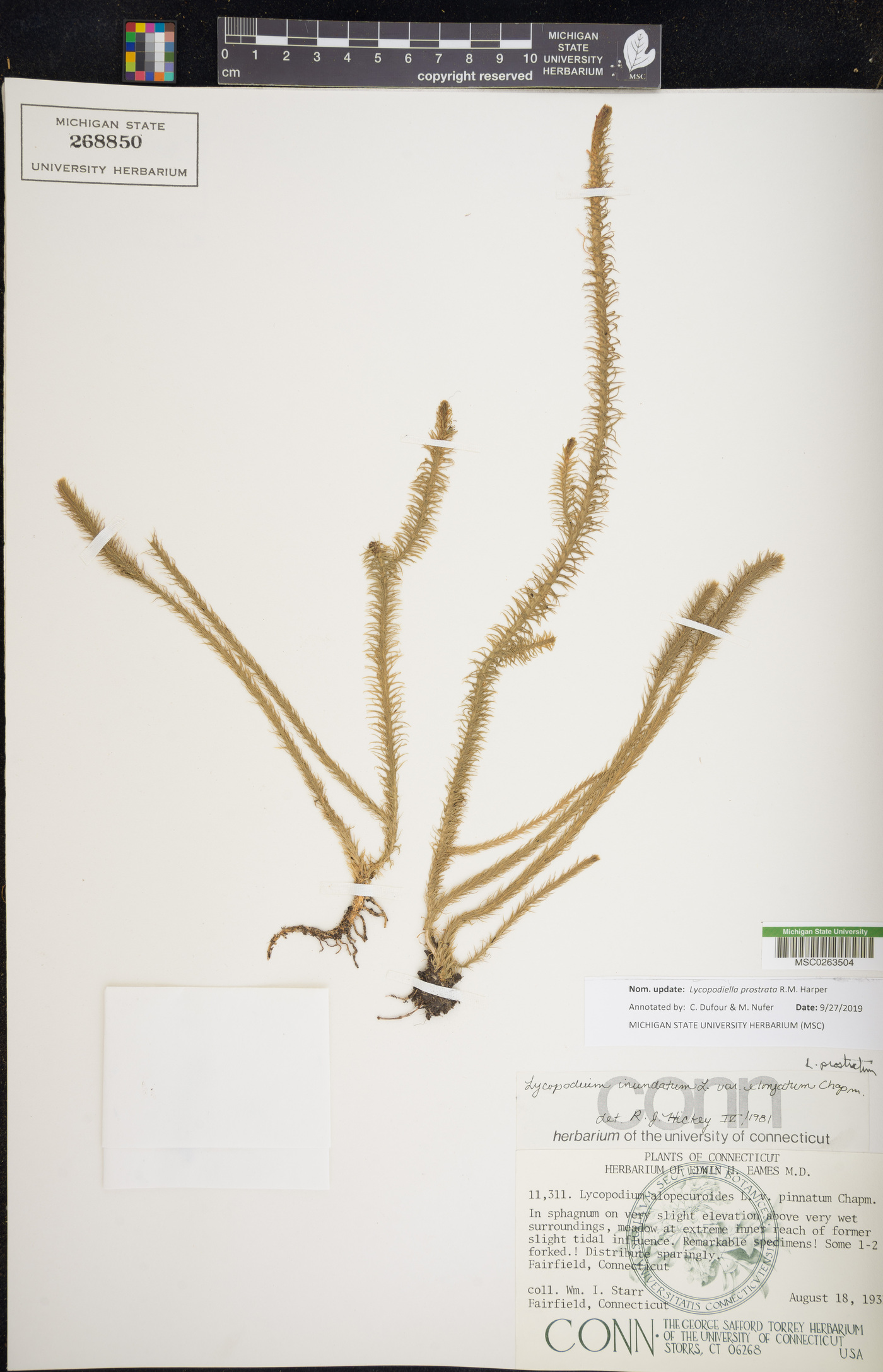 Lycopodiella prostrata image