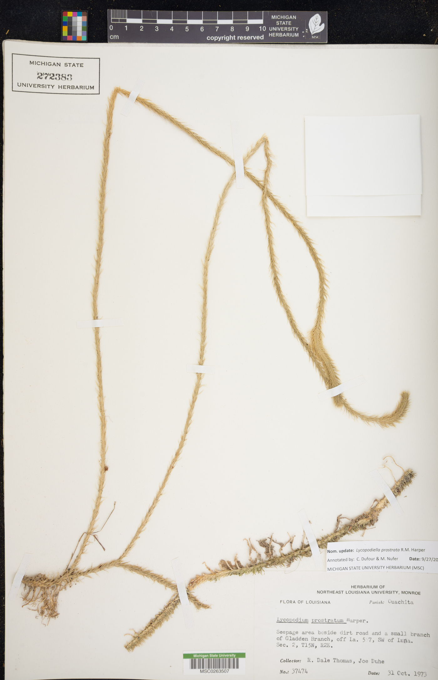 Lycopodiella prostrata image