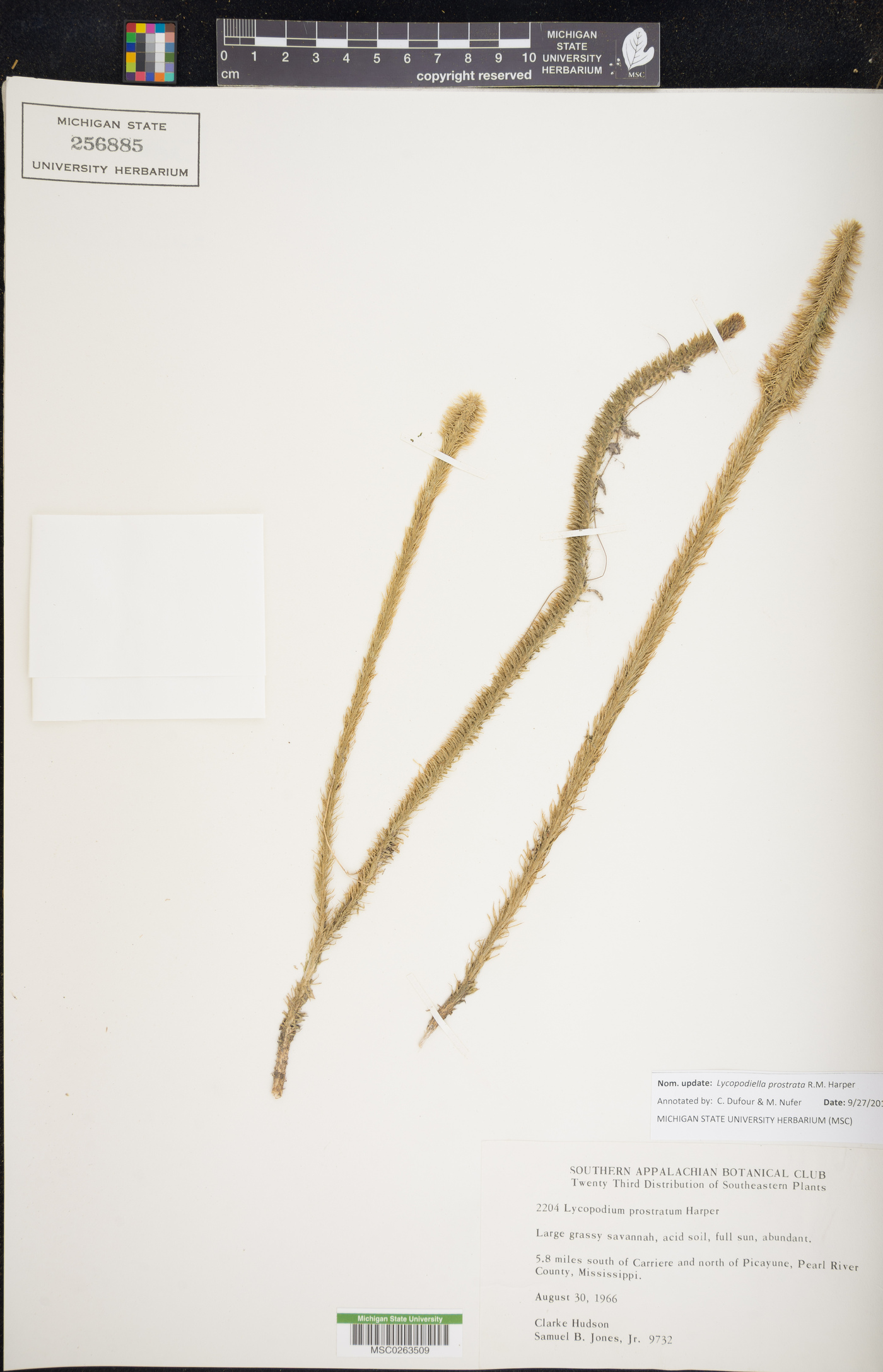 Lycopodiella prostrata image