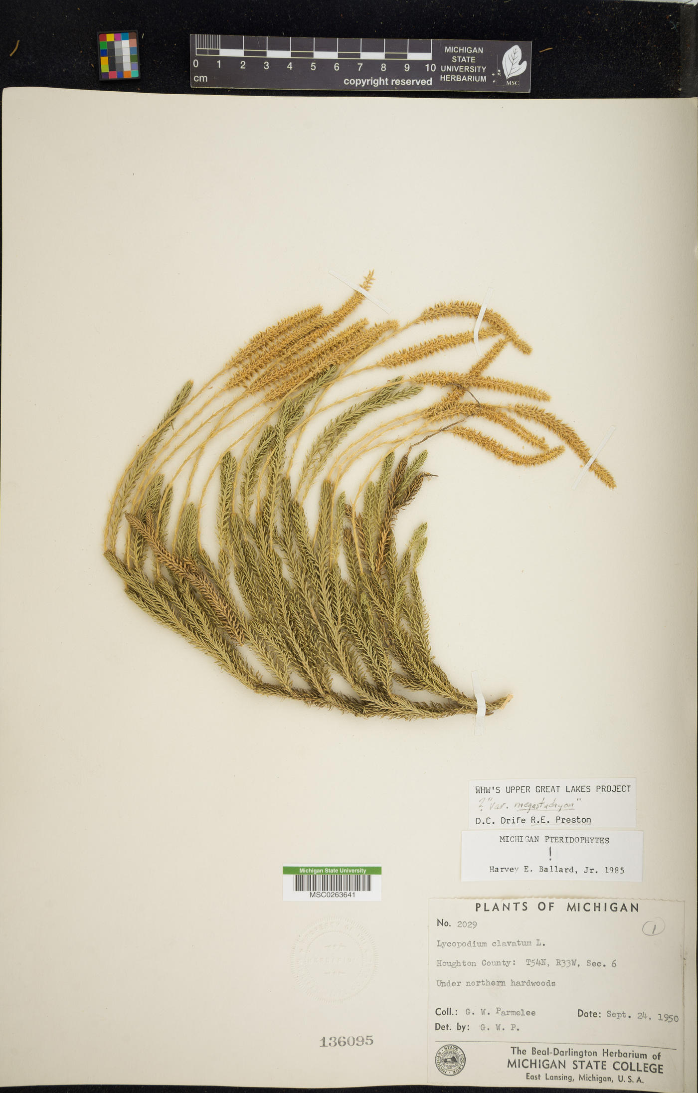 Lycopodium clavatum var. megastachyon image