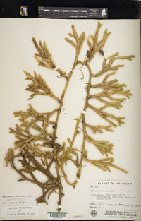 Lycopodium clavatum var. megastachyon image