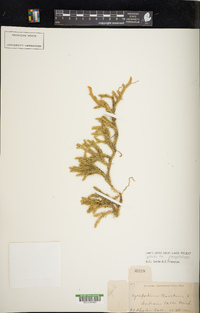 Lycopodium clavatum var. megastachyon image