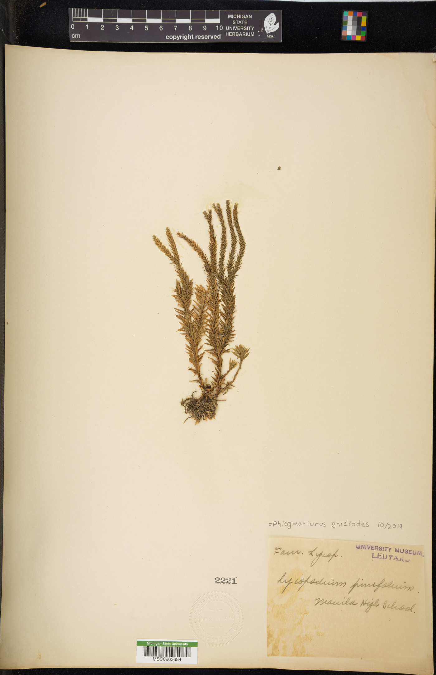Phlegmariurus gnidioides image