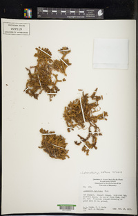 Image of Lateristachys diffusa