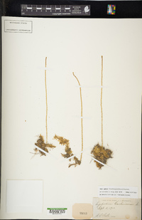 Pseudolycopodiella caroliniana image