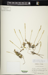 Pseudolycopodiella caroliniana image
