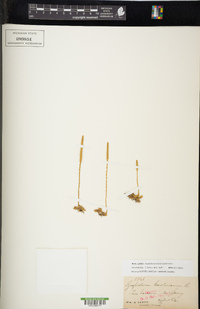 Pseudolycopodiella caroliniana image