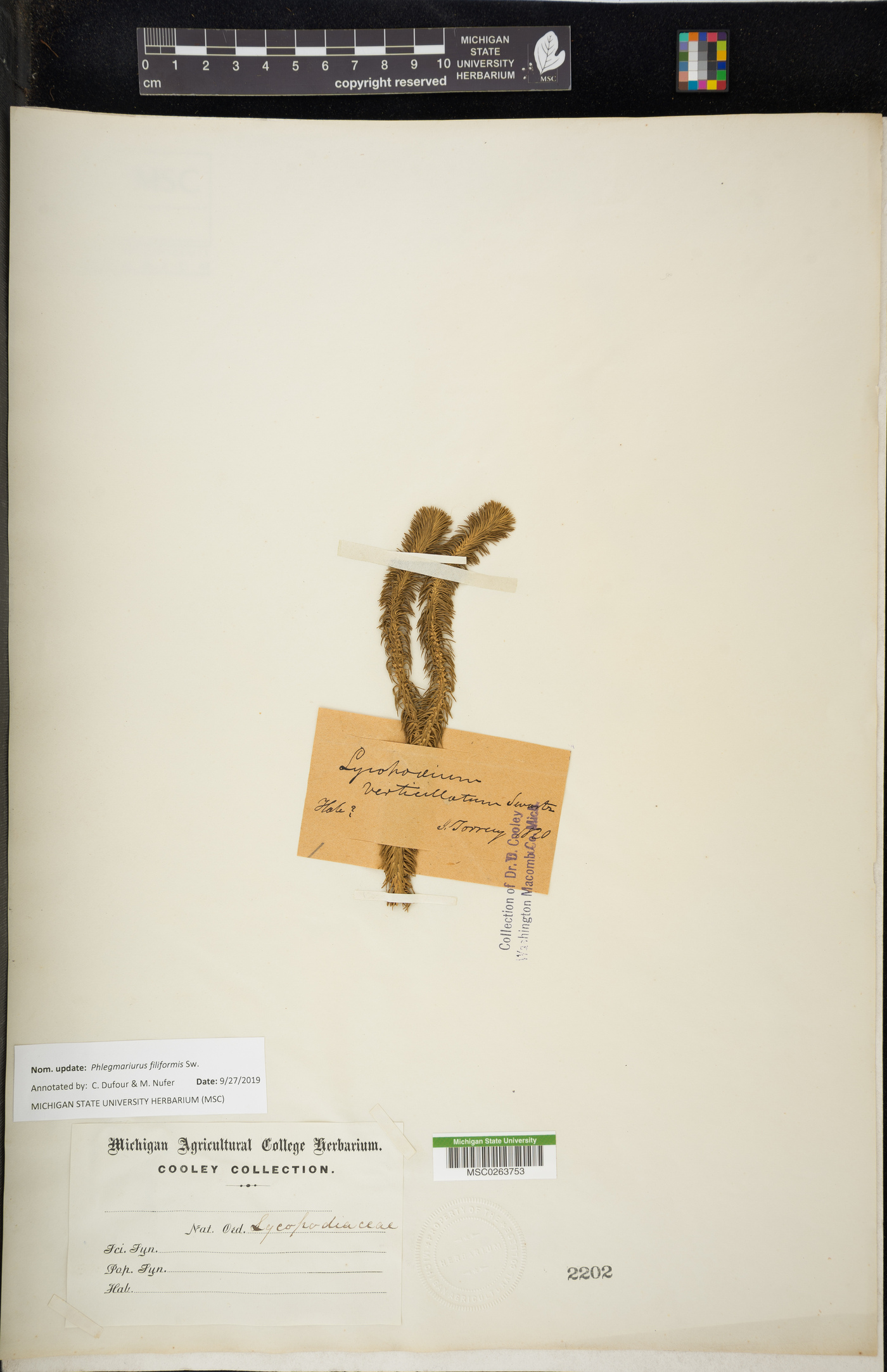 Phlegmariurus filiformis image