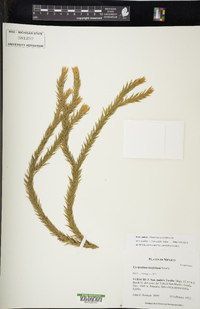 Phlegmariurus taxifolius image