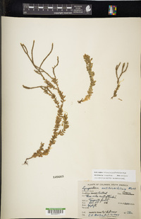 Phlegmariurus callitrichifolius image