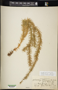 Image of Phlegmariurus heterocarpus