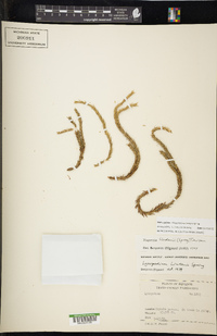 Phlegmariurus lindenii image