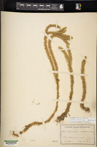 Phlegmariurus reflexus image