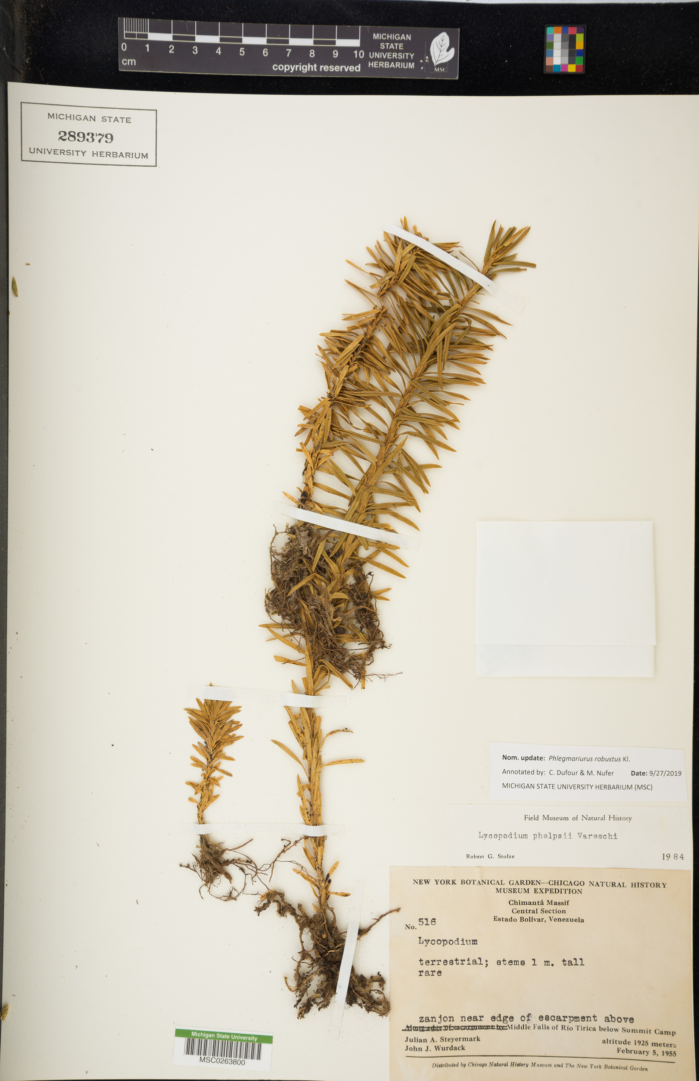 Phlegmariurus robustus image