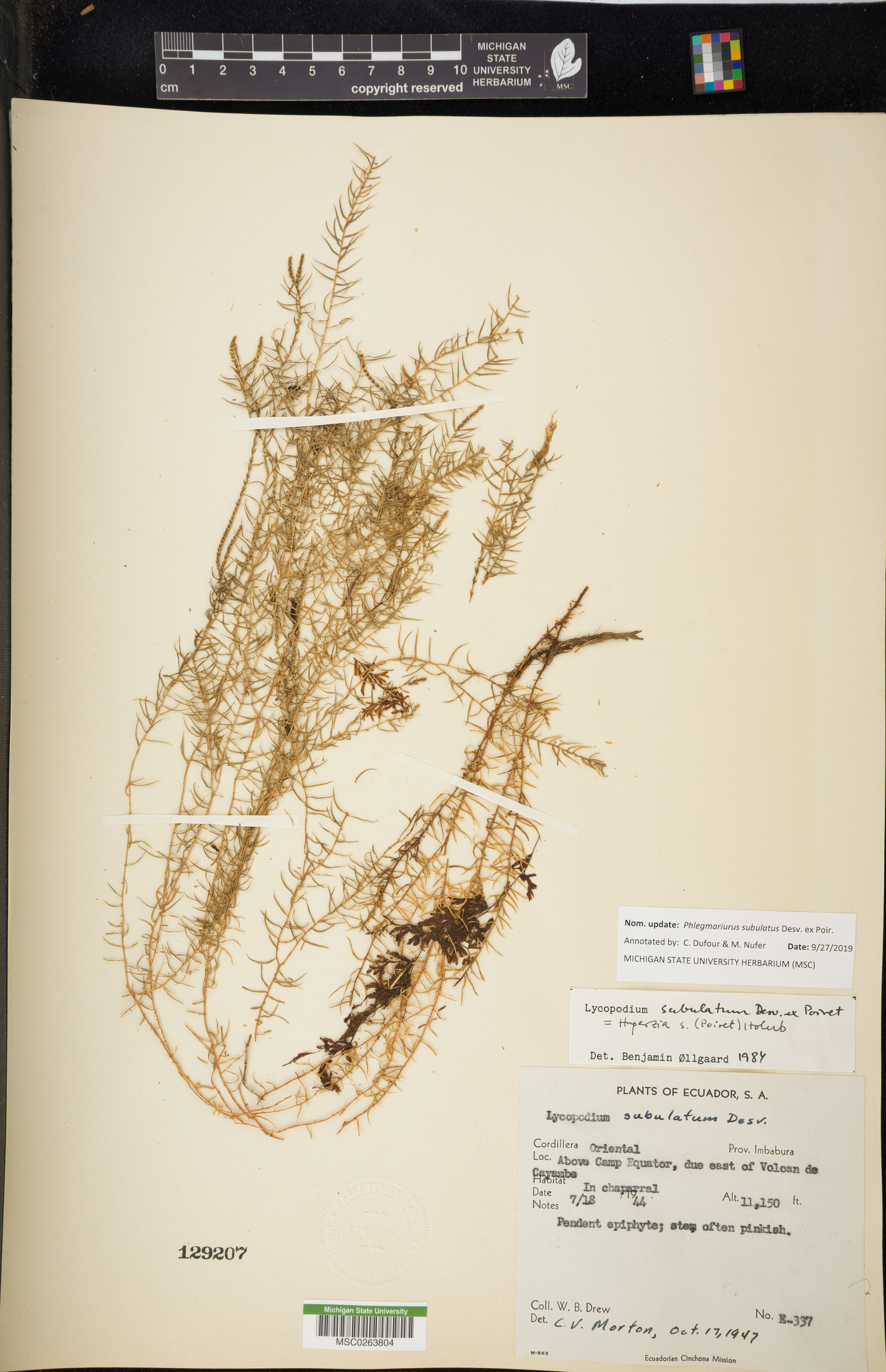 Phlegmariurus subulatus image