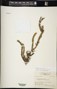 Phlegmariurus fordii image