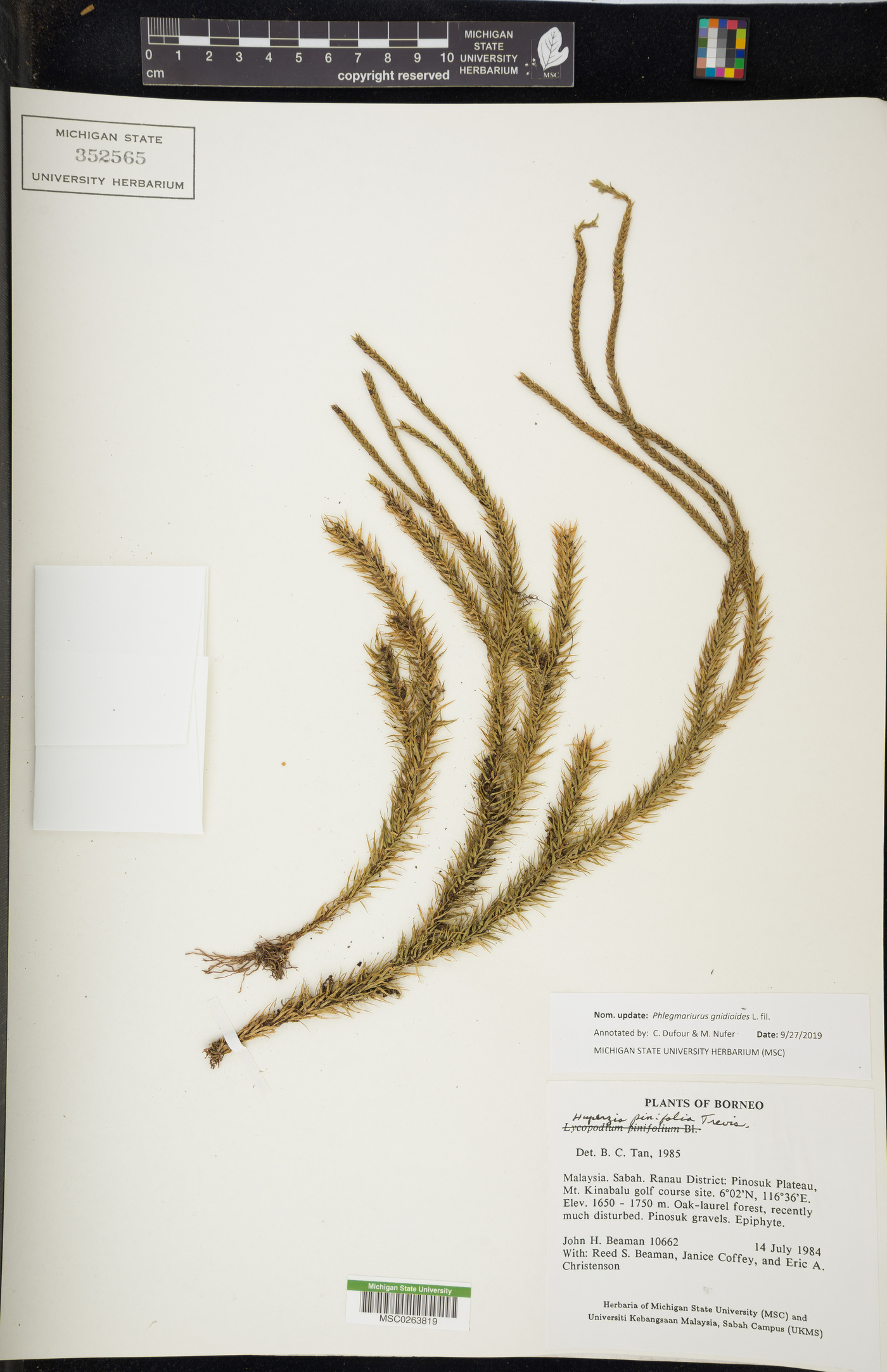 Phlegmariurus gnidioides image