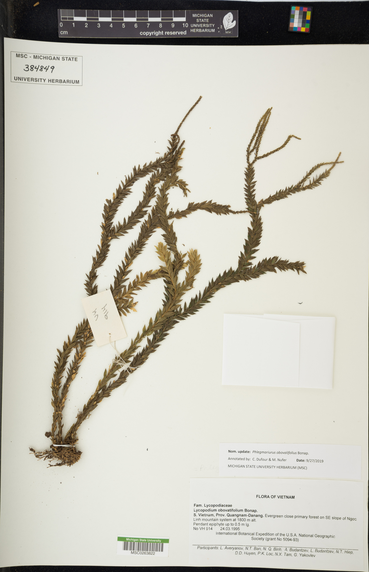 Phlegmariurus obovalifolius image