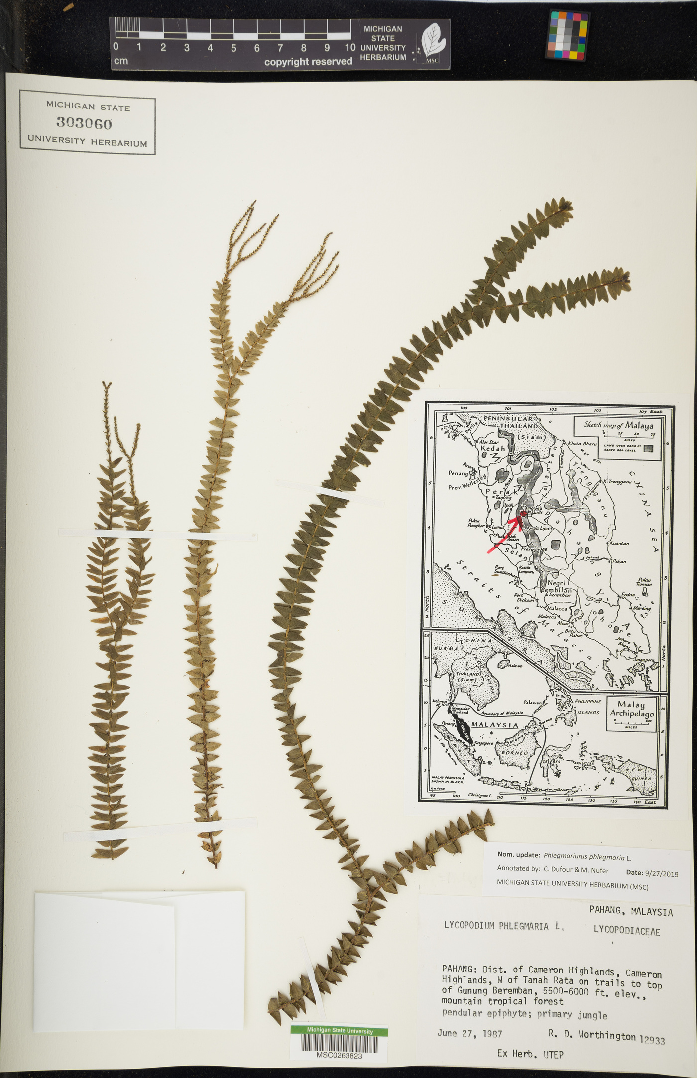 Phlegmariurus obovalifolius image